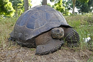 Images Dated 13th May 2008: Galapagos Giant Tortoise - Cerro El Chato - Santa Cruz - Galapagos Islands