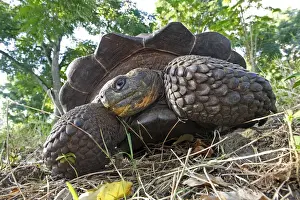 Tortoises Prints: Galapagos Giant Tortoise - Cerro El Chato - Santa Cruz - Galapagos islands