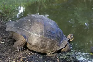 Galapagos Giant Tortoise - Cerro El Chato - Santa Cruz - Galapagos islands