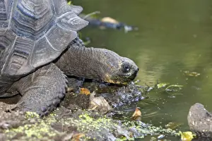 Galapagos Giant Tortoise - Cerro El Chato - Santa Cruz - Galapagos islands