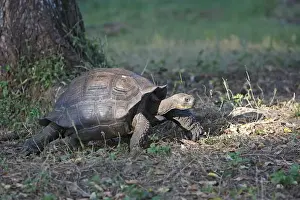 Galapagos Giant Tortoise - Cerro El Chato - Santa Cruz - Galapagos islands