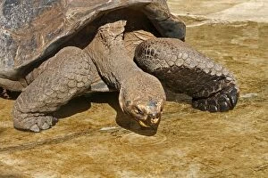 Images Dated 20th May 2008: Galapagos Giant Tortoise - Charles Darwin foundation - Santa Cruz island - Galapagos islands