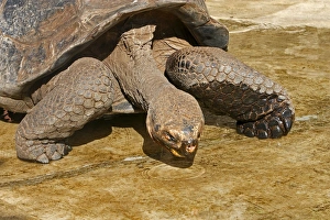 Images Dated 20th May 2008: Galapagos Giant Tortoise - Charles Darwin foundation - Santa Cruz island - Galapagos islands