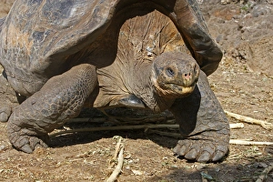 Images Dated 20th May 2008: Galapagos Giant Tortoise - Charles Darwin foundation - Santa Cruz island - Galapagos islands