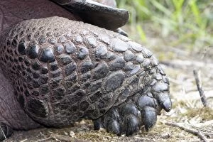 Galapagos Giant Tortoise - close-up of feet