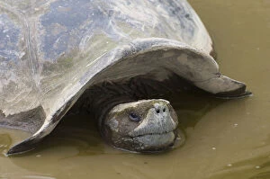 Images Dated 18th June 2010: Galapagos Giant Tortoise (Geochelone elephantophus)