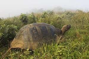 Giant Gallery: Galapagos Giant Tortoise (Geochelone elephantophus)