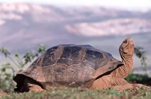 Tortoises Prints: Galapagos Giant Tortoise - in grooming stance - Alcedo Volcano