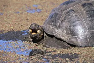 Galapagos Giant Tortoise - Indefatigable Island tortoise wallowing in pool