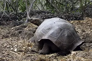 Galapagos Giant Tortoise - Intermediate shape between Dome shape and Saddle Back Shape. San Cristobal Island - Galapagos Islands