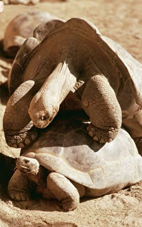 Reptiles Gallery: Galapagos Giant TORTOISE - mating