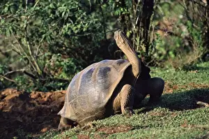 Endemic Prints: Galapagos Giant Tortoise - stretching grooming stance; Isabella Island AU-670