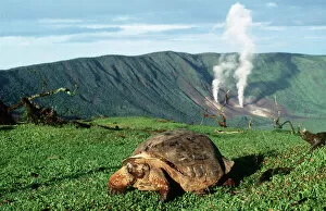 Galapagos Islands Gallery: Galapagos Giant TORTOISE - by volcano - Alcedo Crater