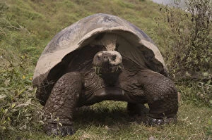 Geochelone Gallery: Galapagos Giant Tortoises (Geochelone elephantophus)