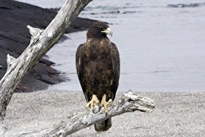 Images Dated 11th April 2005: Galapagos Hawk. Fernandina island. Galapagos islands