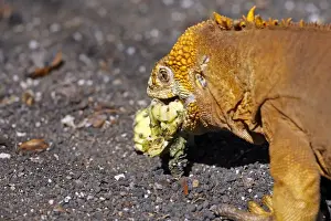 Lizards Prints: Galapagos Land Iguana - eating a cactus fruit - Santa Cruz Island - Galapagos