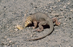 Images Dated 26th April 2007: Galapagos Land Iguana - female at nest site on rim of crater. Fernandina Volcano, Galapagos Islands