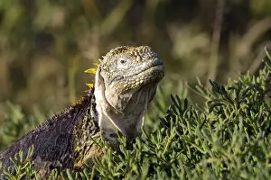 Iguanas Prints: Galapagos Land Iguana - Plaza Island - Galapagos Islands