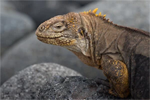 Galapagos Land Iguana - On a rock - North Seymour