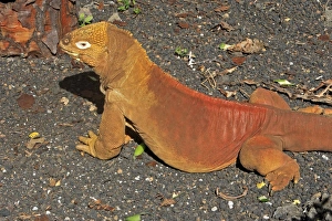Images Dated 20th May 2008: Galapagos Land Iguana - Santa Cruz Island - Galapagos Islands