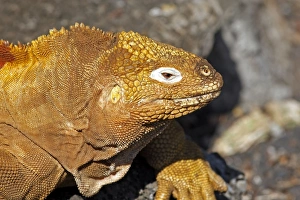 Images Dated 20th May 2008: Galapagos Land Iguana - Santa Cruz Island - Galapagos Islands