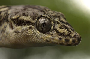 Images Dated 26th January 2011: Galapagos Leaf-toed Gecko (Phyllodactylus)