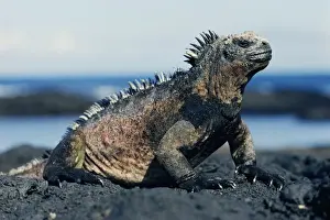 Iguanas Prints: Galapagos Marine Iguana - Endemic to the Galapagos Islands