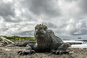 Galapagos Marine Iguana portrait