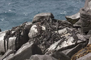 Galapagos Marine Iguanas - resting on rocks by the