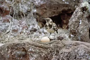Mockingbird Prints: Galapagos Mockingbird