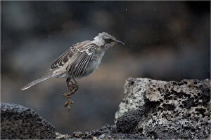 Galapagos Islands Gallery: Galapagos Mockingbird - Leaping onto a rock - Note
