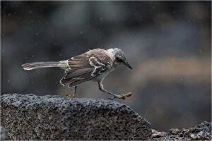 Galapagos Mockingbird - walking on a rock - Note