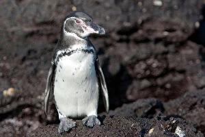 3 Gallery: Galapagos Penguin