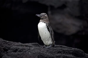 Galapagos Penguin - Standing on a rock on Bartholome