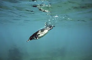 Galapagos Penguin - swimming underwater - Bartholemew Island AU-793