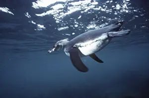 Galapagos Penguin - swimming underwater - Bartholemew Island AU-794