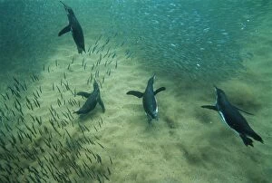 Anchovies Gallery: Galapagos Penguins - swimming underwater - fishing