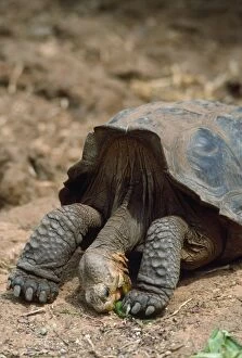Images Dated 22nd February 2007: Galapagos Saddleback Tortoise