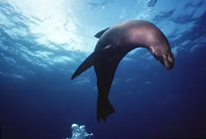 World Wildlife Prints: Galapagos Sea Lion - Champion Island, Galapagos AU-716
