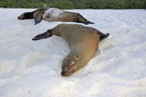 Images Dated 18th May 2008: Galapagos Sea Lion - Espanola Island - Galapagos Islands