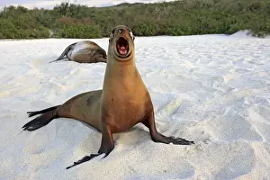 Galapagos Sea Lion - Espanola Island - Galapagos Islands