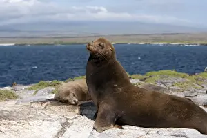 Mammifere Prints: Galapagos Sea Lion - Galapagos Islands