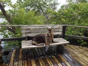 Images Dated 27th February 2010: Galapagos Sea Lion - lying on a bench - Isabela - Galapagos - Ecuador