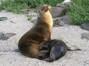 Images Dated 23rd September 2010: Galapagos Sea Lion - nursing young on beach