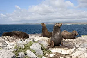 Mammifere Prints: Galapagos Sea Lion - Plaza Island - Galapagos Islands