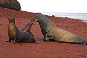 Images Dated 14th May 2008: Galapagos Sea Lion - Rabida Island - Galapagos