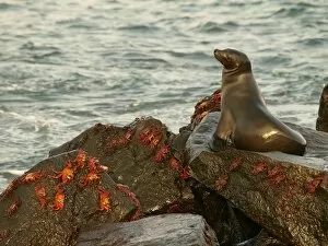 Images Dated 23rd September 2010: Galapagos Sea Lion - on rock with Lighfoot Crabs - Galapagos - Ecuador