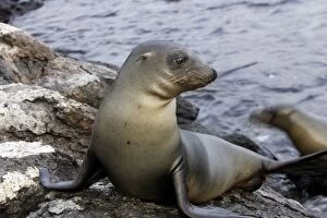 Images Dated 15th April 2005: Galapagos Sea Lion, San Cristobal island. Galapagos