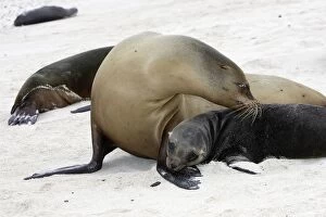 Images Dated 15th April 2005: Galapagos Sea Lion, San Cristobal island. Galapagos
