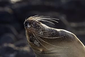 Images Dated 16th April 2005: Galapagos Sea Lion, San Cristobal island. Galapagos